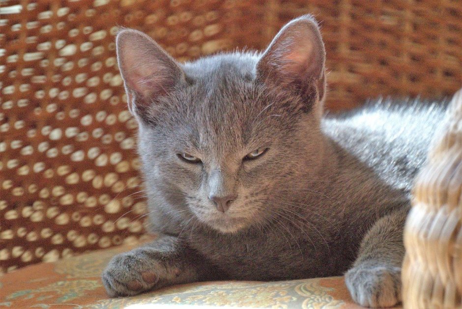 Голландская кошка