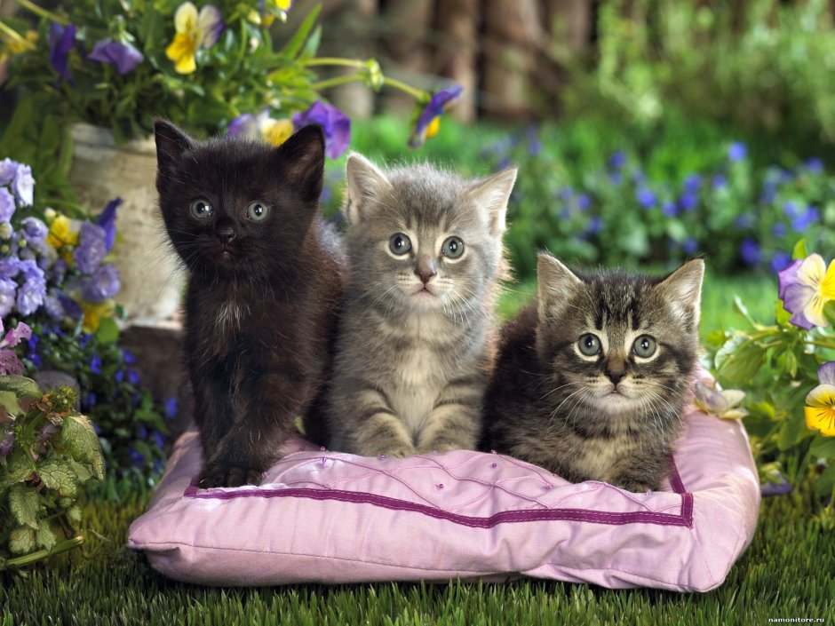 Шартрез кот полосатый