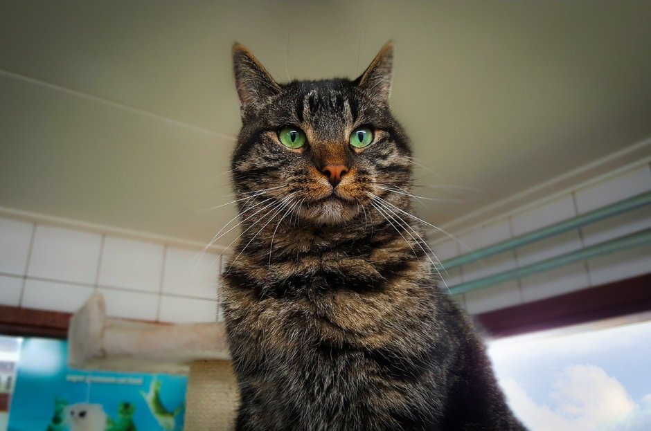 Красивые котята