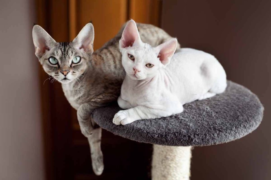 Коричневая кошка с голубыми глазами