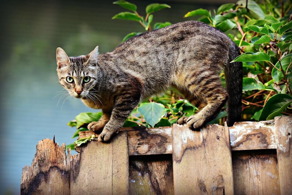 Девон рекс кошка