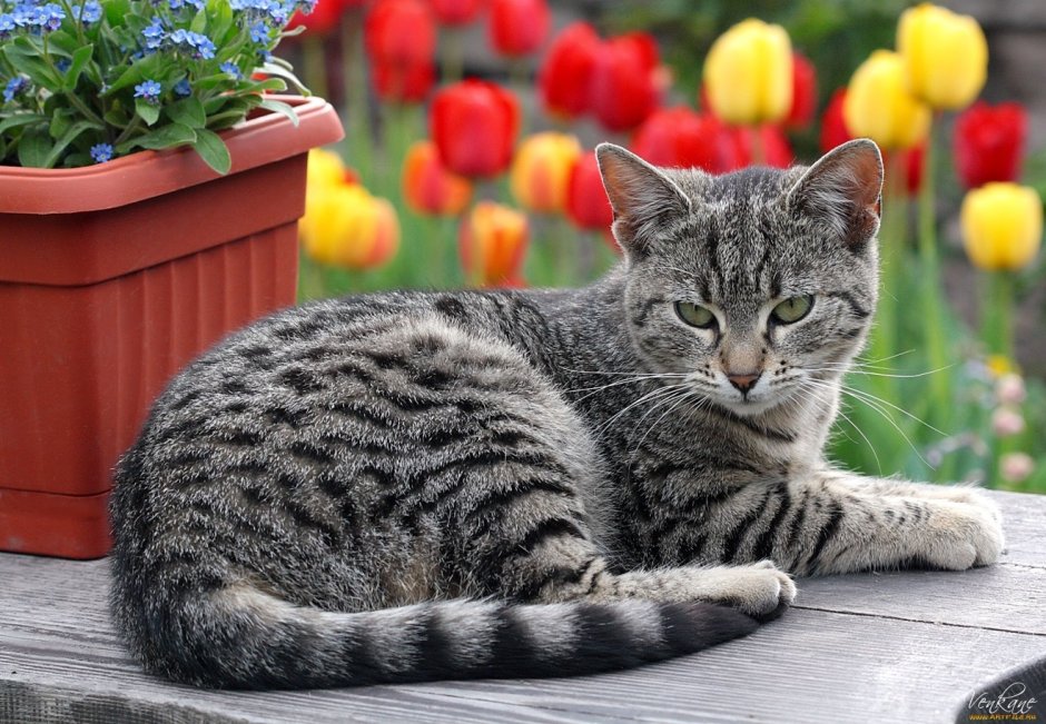 Порода голландский кот