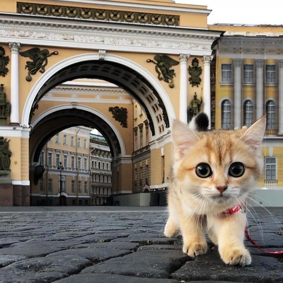 Двуликий кот Фрэнк и Луи