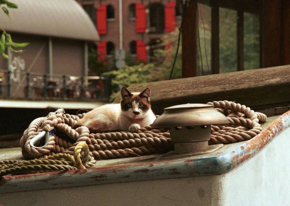 Кот в капюшоне