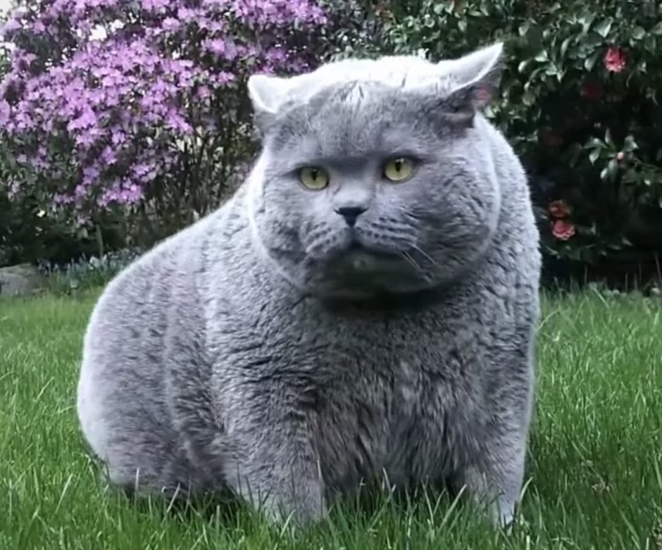 Голландская кошка