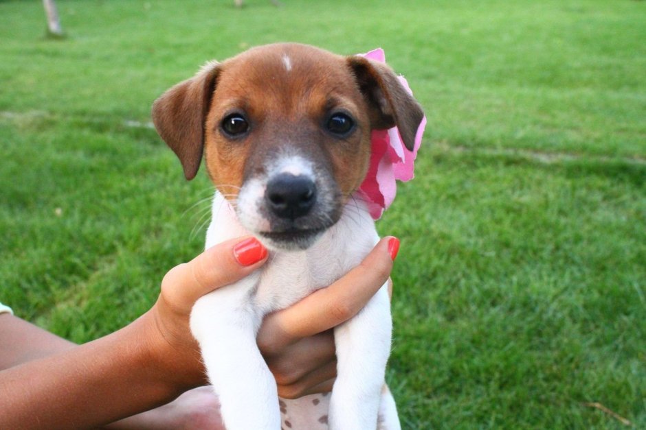 Джек-Рассел-терьер щенок