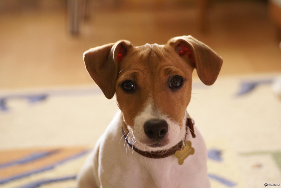 Майло из маски порода