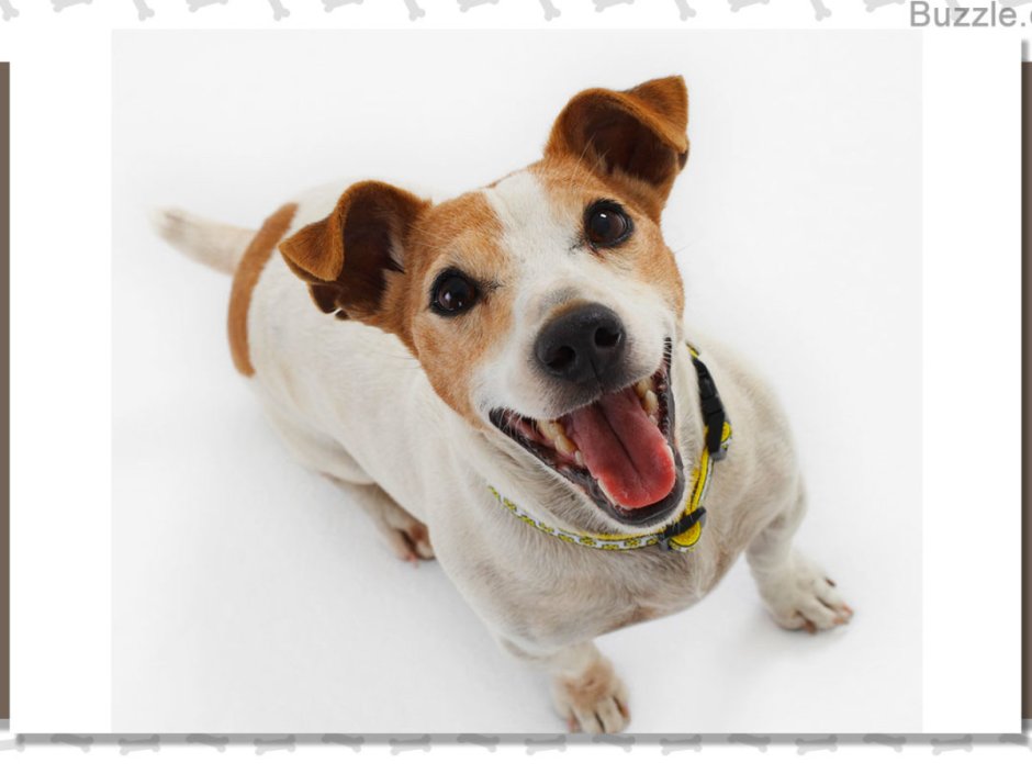 Собака Джек Рассел и кега