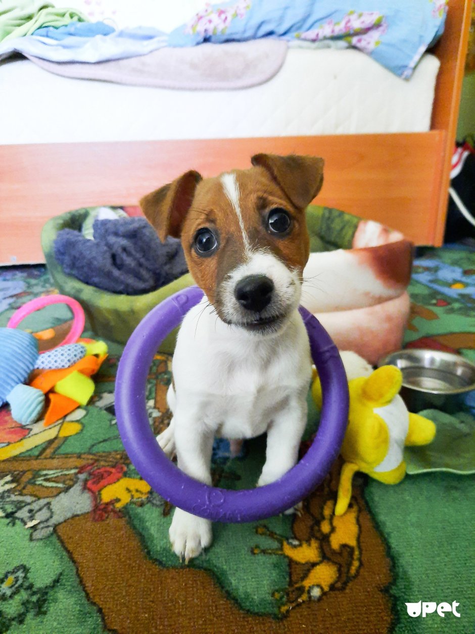 Майло Джек Рассел