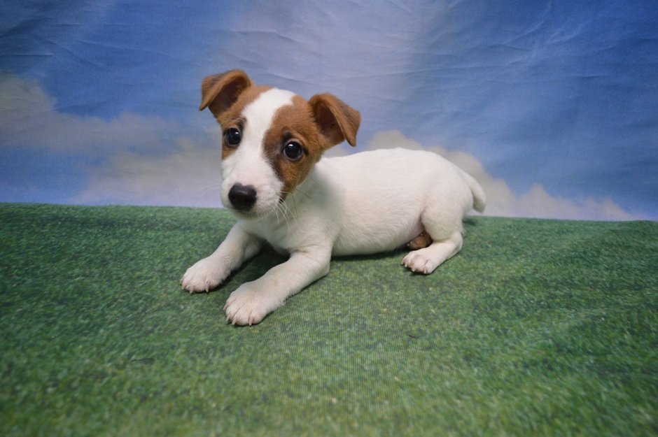 Собака Джек Рассел терьер