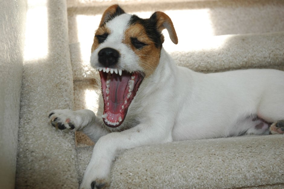 Злая собака Джек Рассел терьер