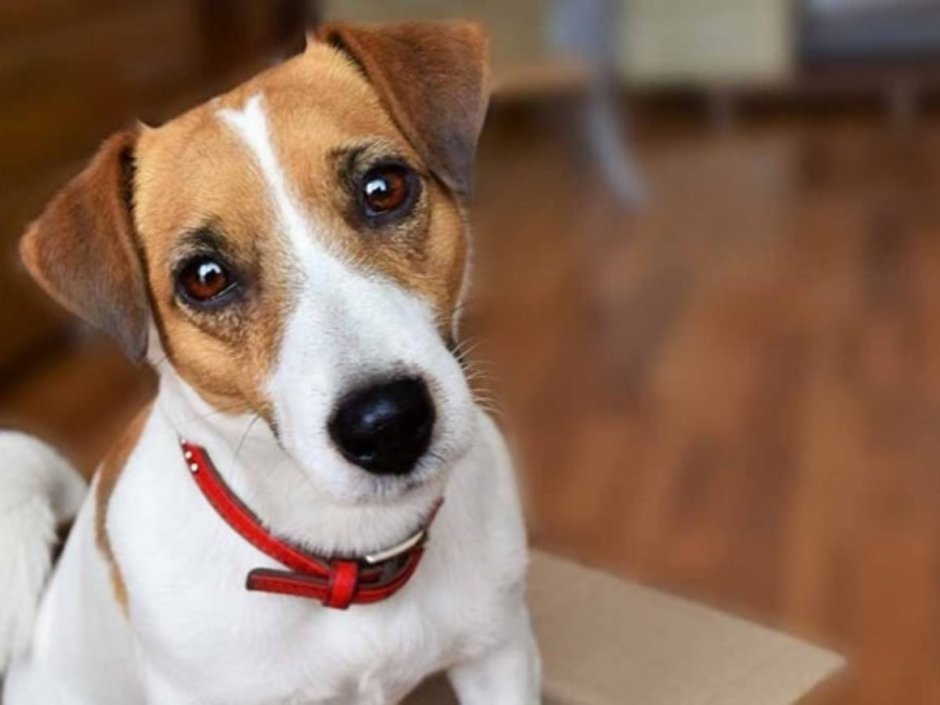 Джек Рассел терьер гладкошерстный