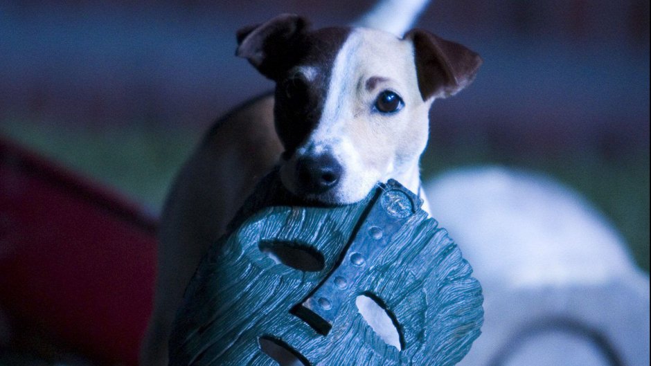 Порода собаки из фильма честный вор 2020