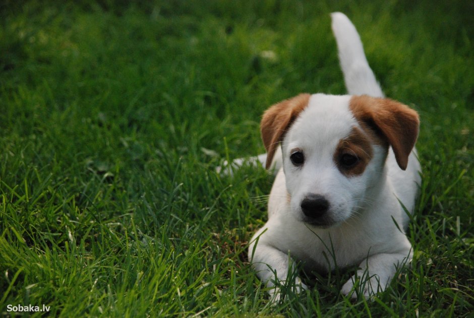 Щенки породы Джек Рассел