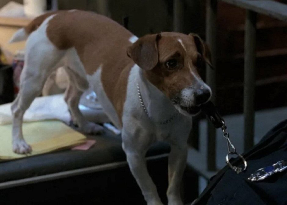 Джек-Рассел-терьер Майло