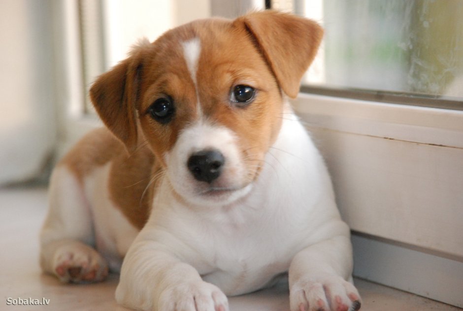 Милые щенки Джек Рассел терьера