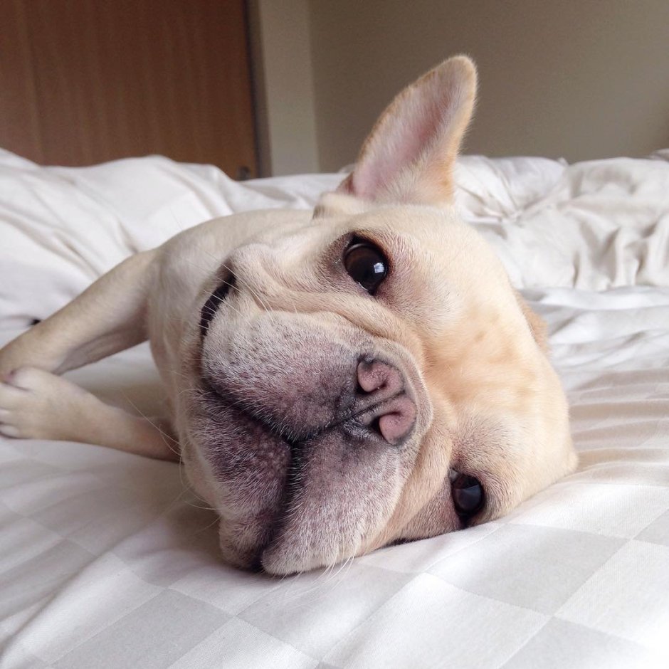 Милые французские бульдоги