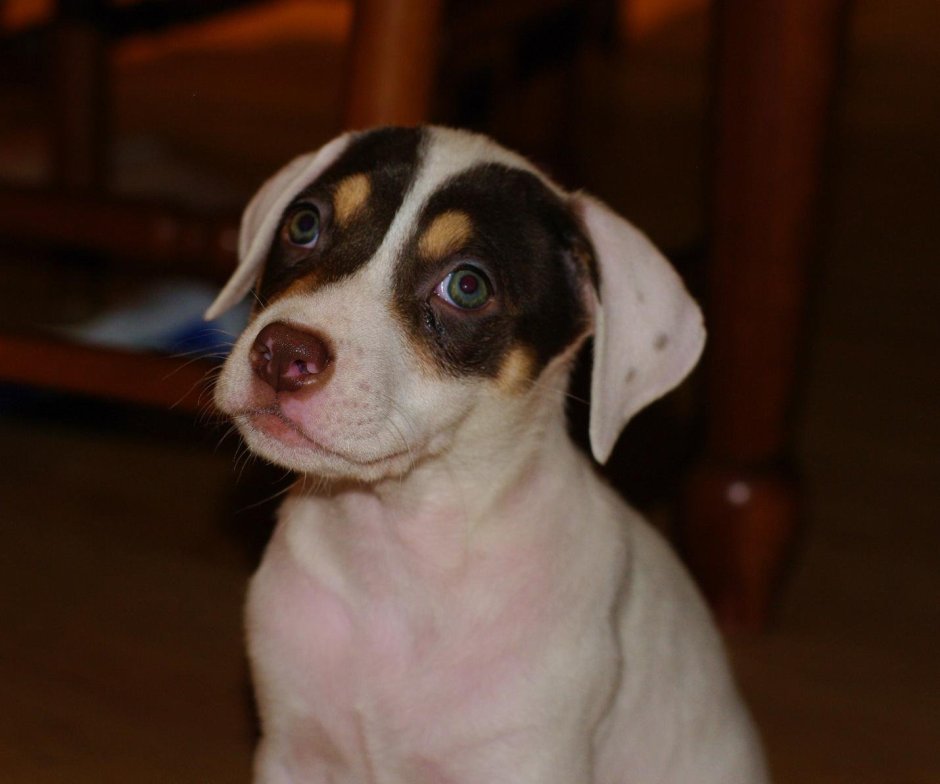 Маска собака порода