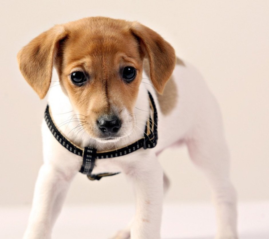 Майло Джек Рассел