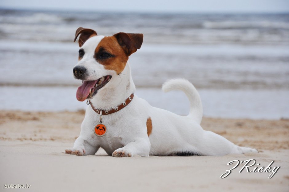 Майло маска порода