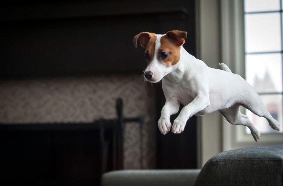 Джек Рассел терьер Майо