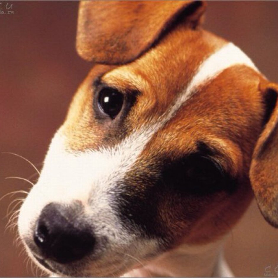 Майло из маски порода собаки