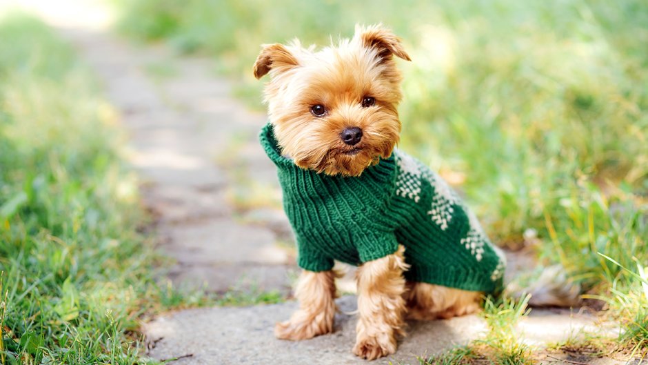 Летние весенние одежда для маленьких собак мальчиков