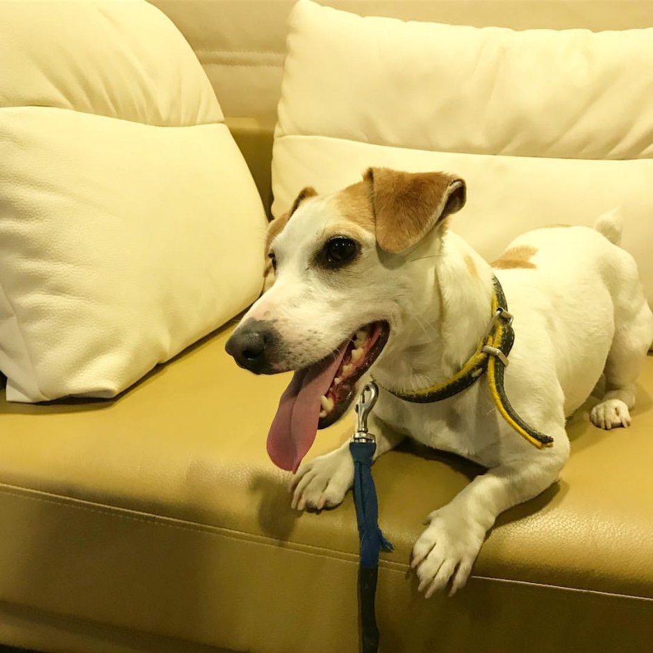 Майло собака в Самарканде