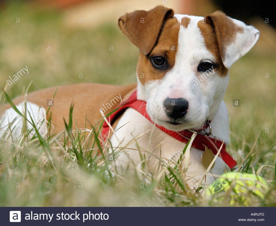 Джек Рассел