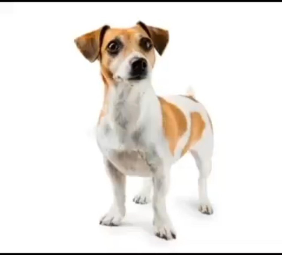 Джек-Рассел-терьер рост