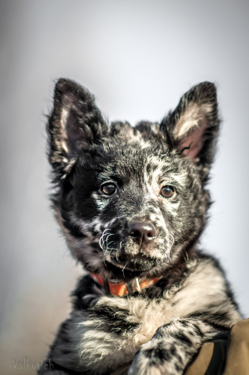 Овчарка Муди мраморная