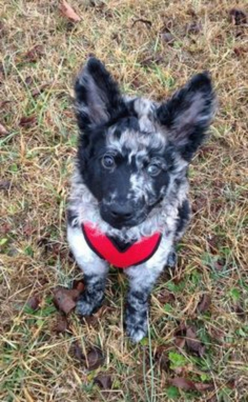 Венгерская овчарка Муди