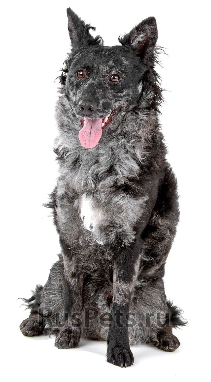 Муди рядом с человеком