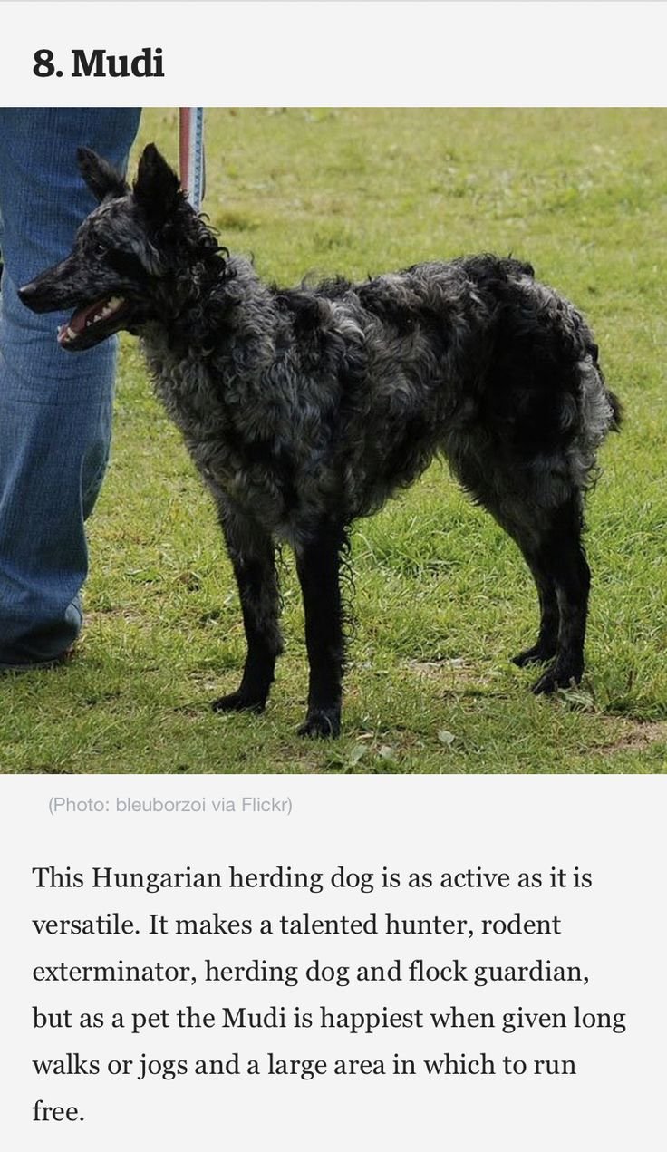 БШО белая швейцарская овчарка