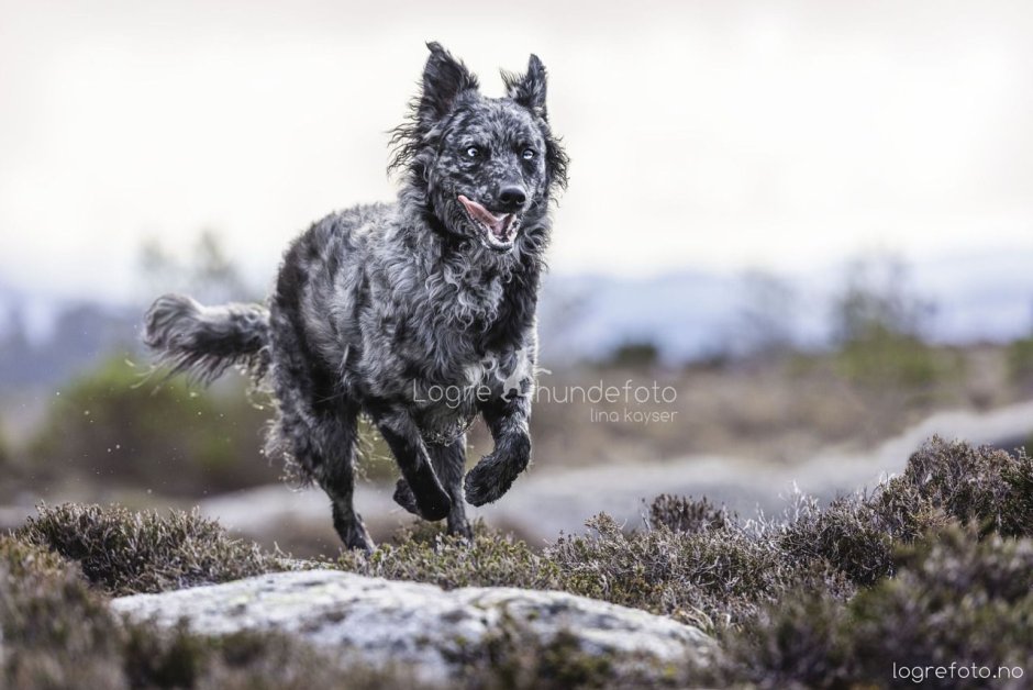 Питомник собак Муди Москва