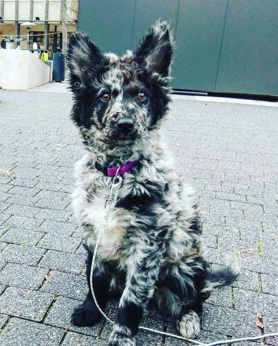 Азорская пастушья собака