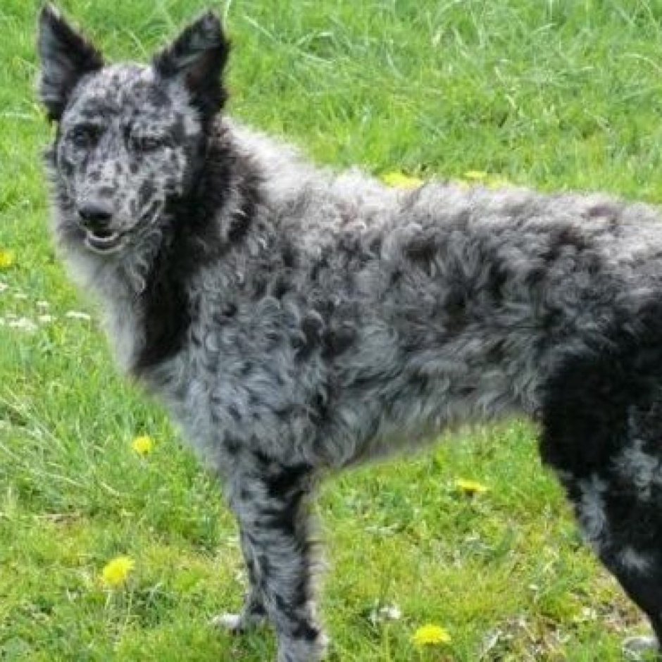 Собака на снегу бежит