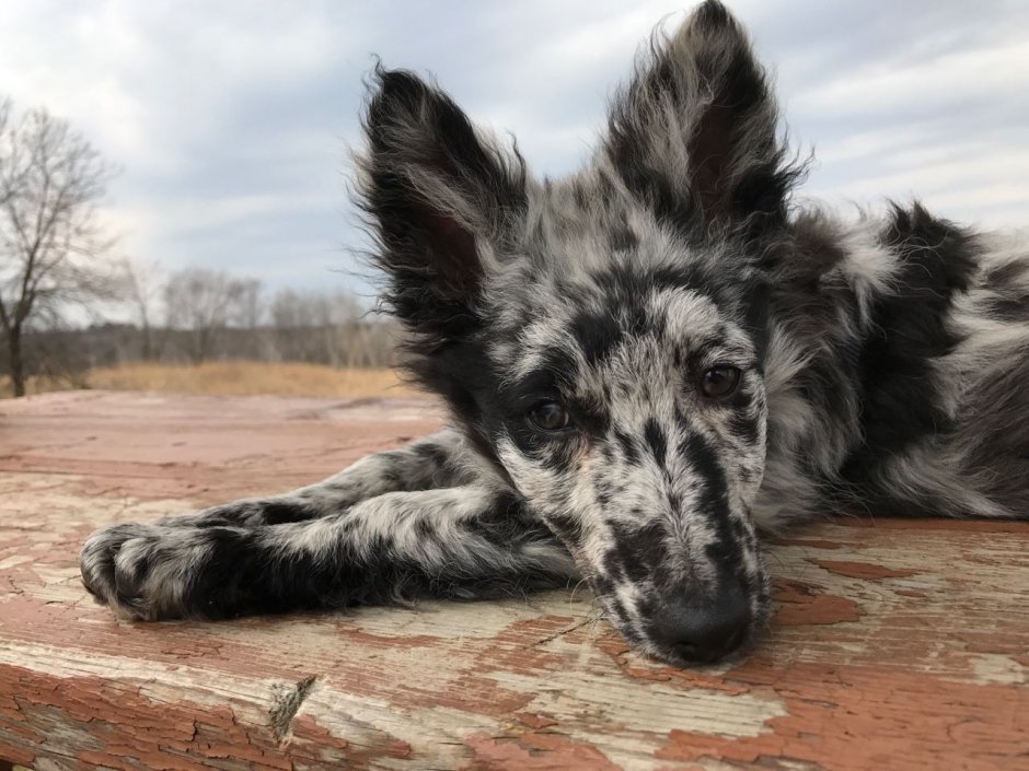 Овчарка Муди мраморная