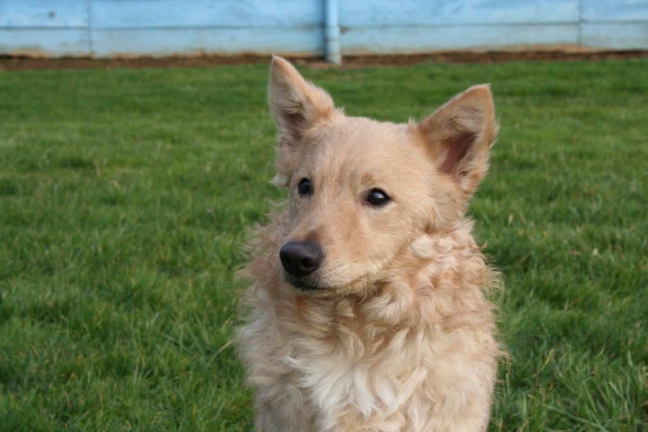 Аусси коричневый Мерль