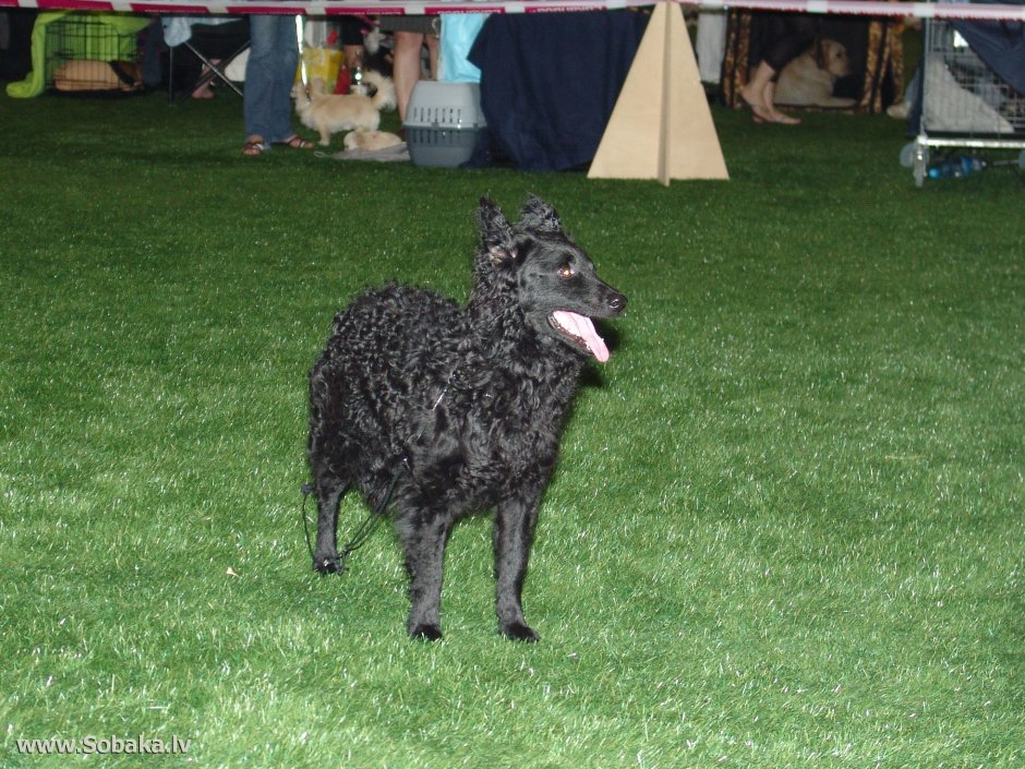 Муди собака с пламенем