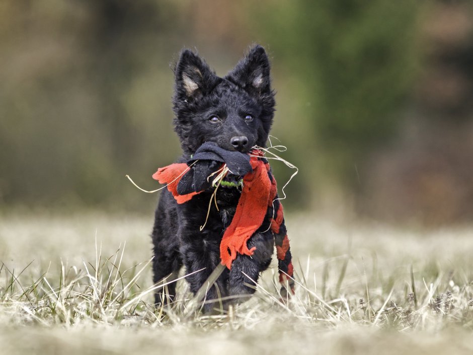 Паттердейл терьер чёрный