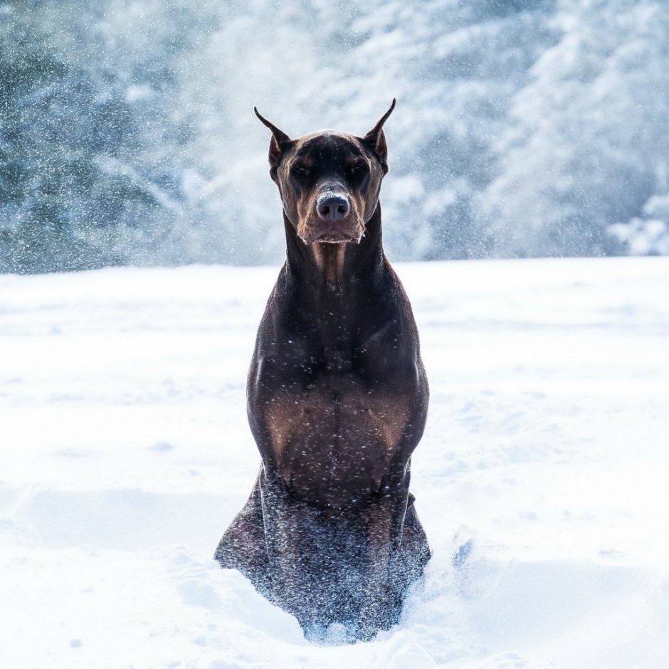 Бордер колли с человеком