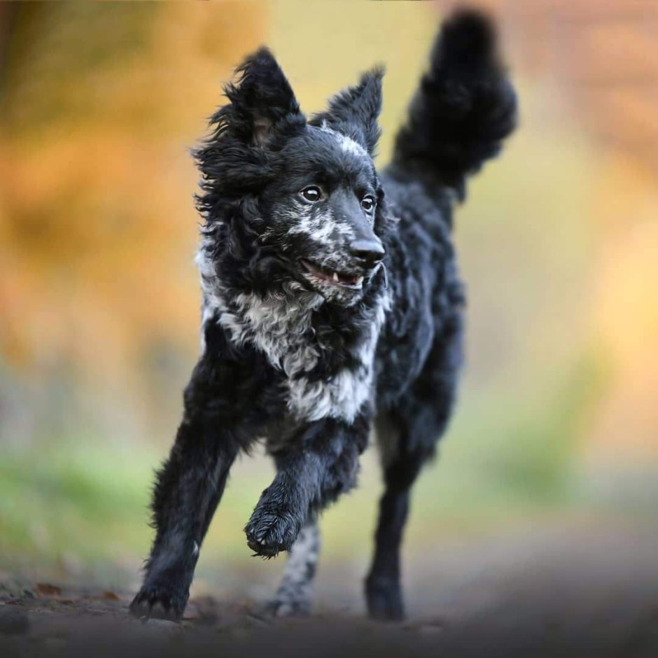 Муди собака с пламенем