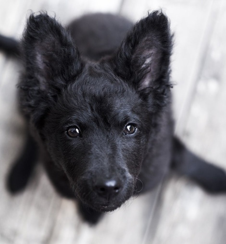 Джокер собака порода