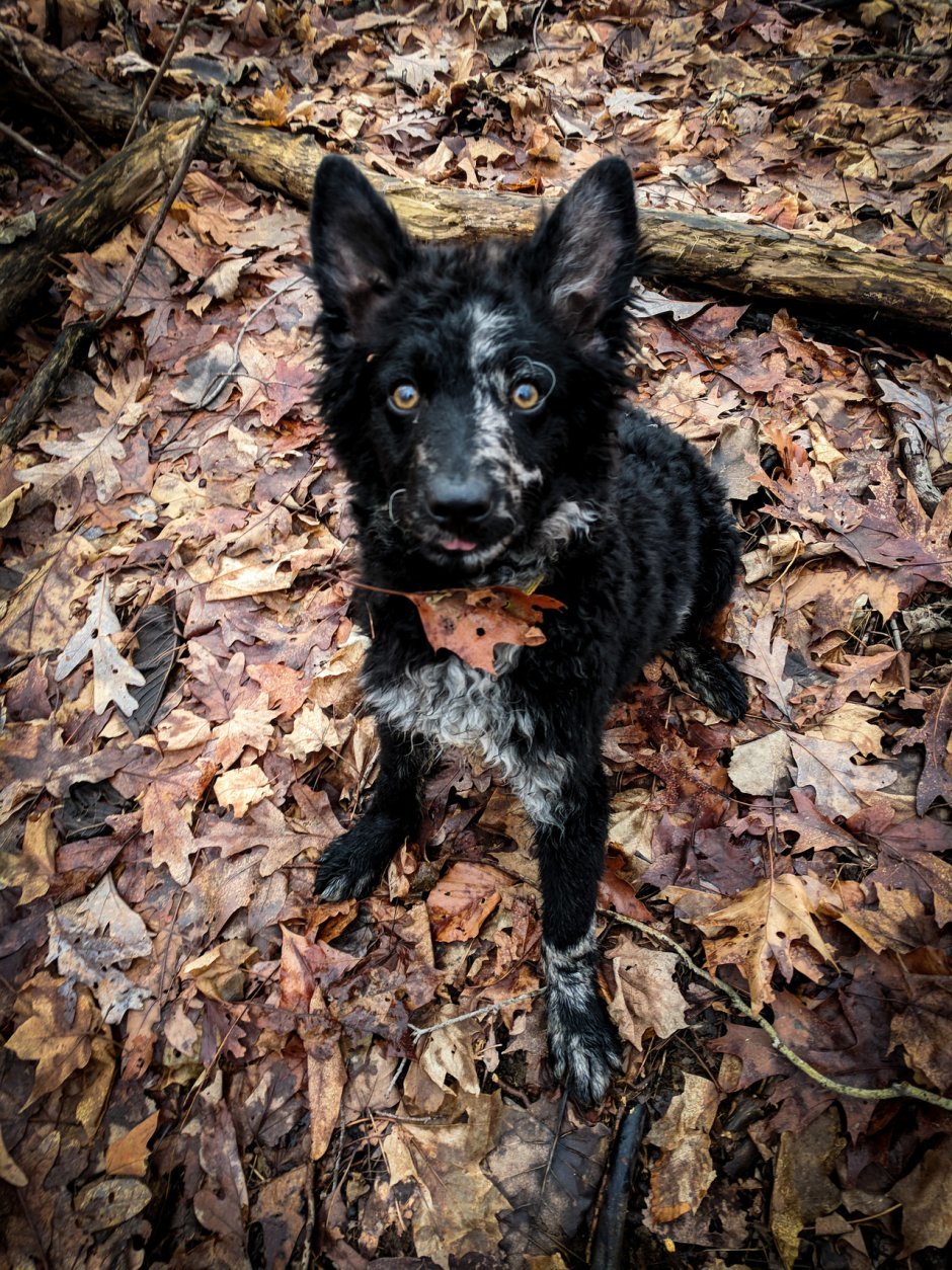 Хорватская овчарка Муди