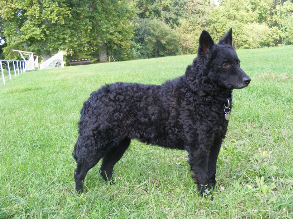 Венгерская овчарка Муди