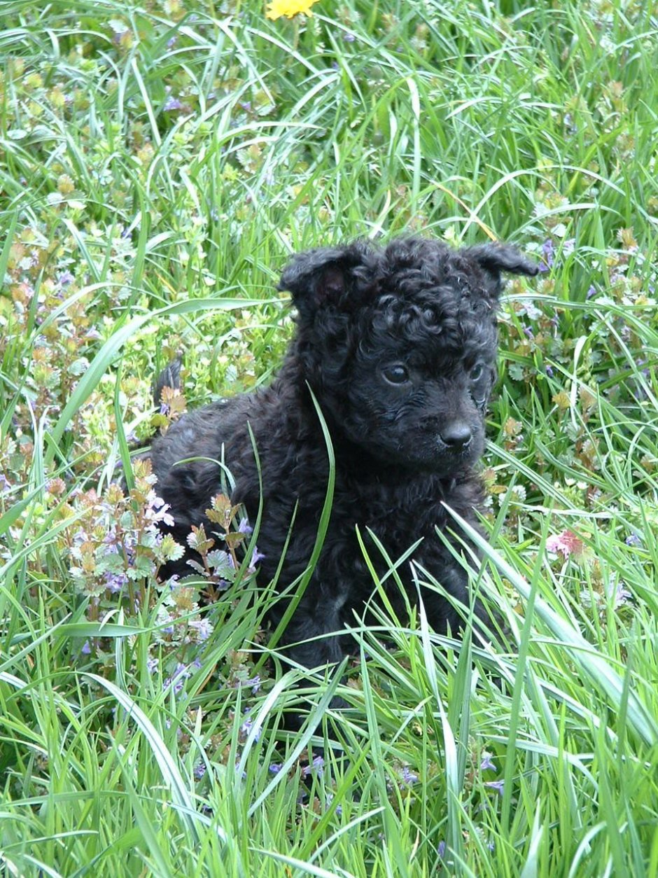 Овчарка Родом из Франции