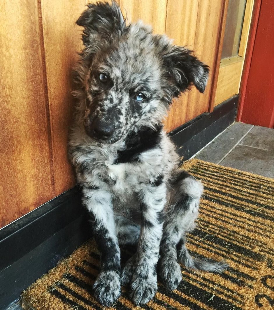 Седая собака