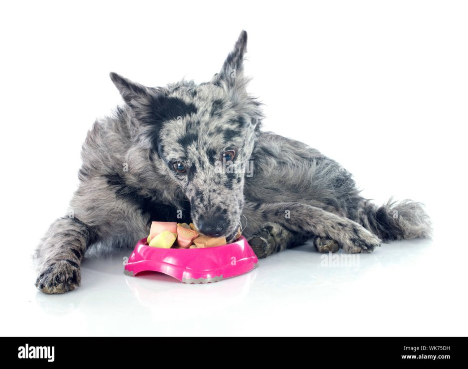 Муди порода собак с голубыми глазами