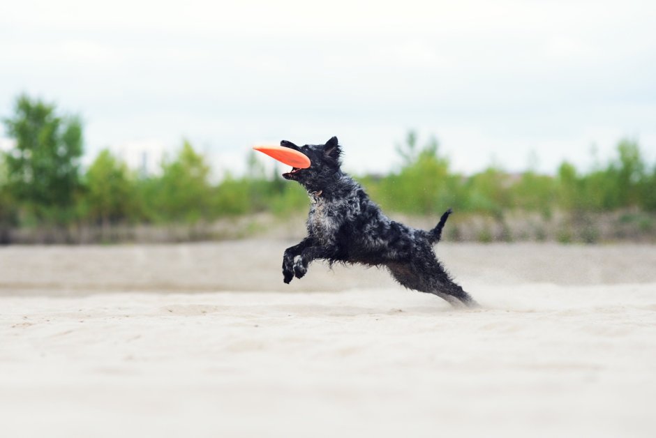 Австралийская овчарка + померанский шпиц